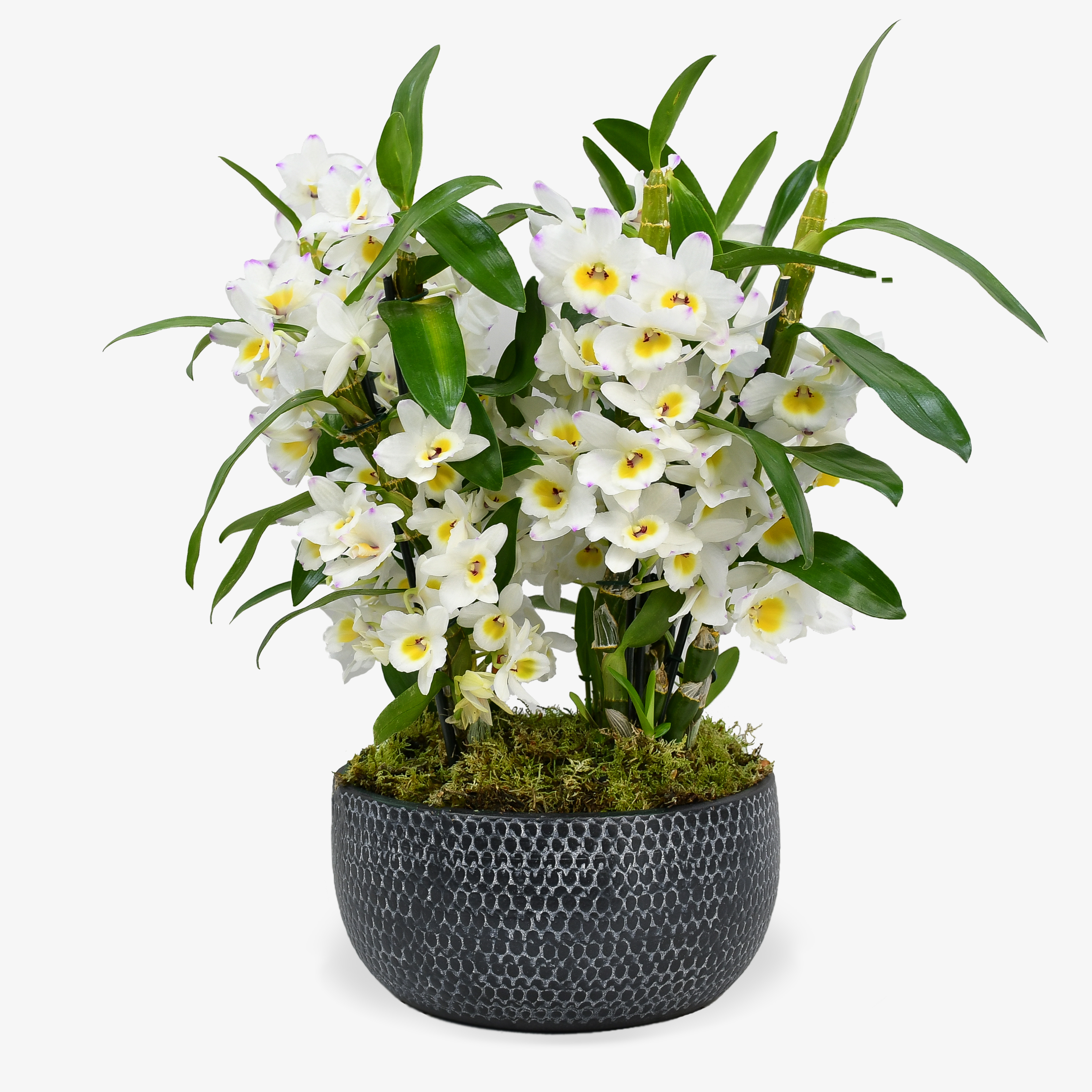 Dendrobium In White