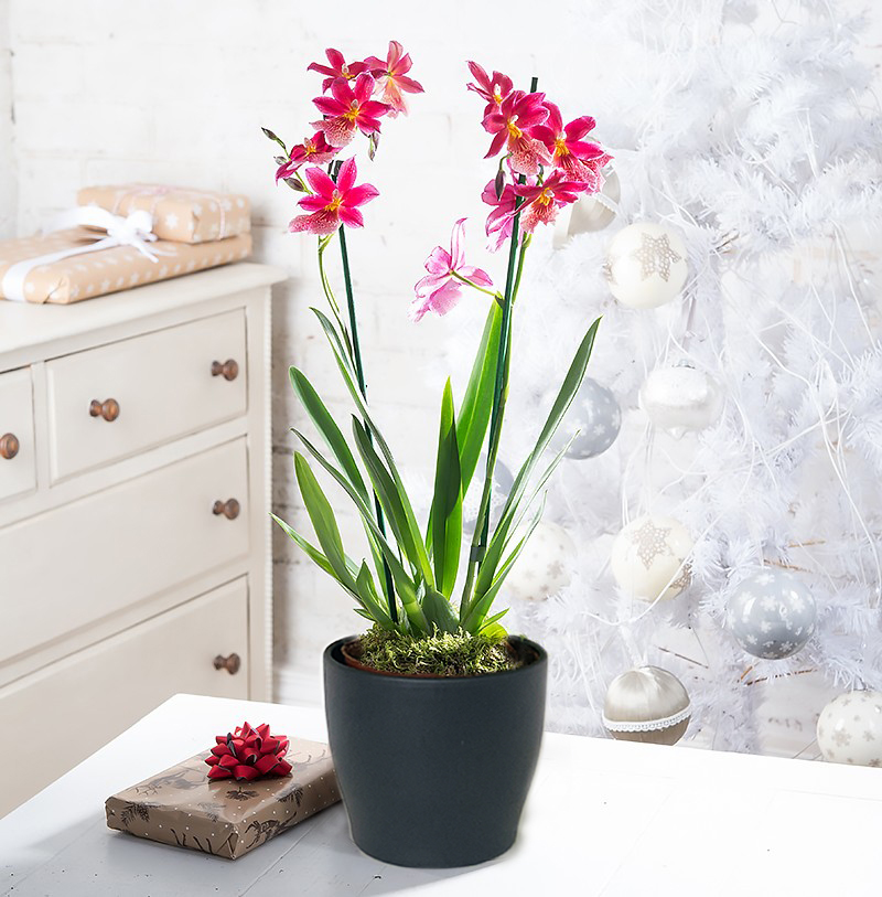 Christmas Orchid