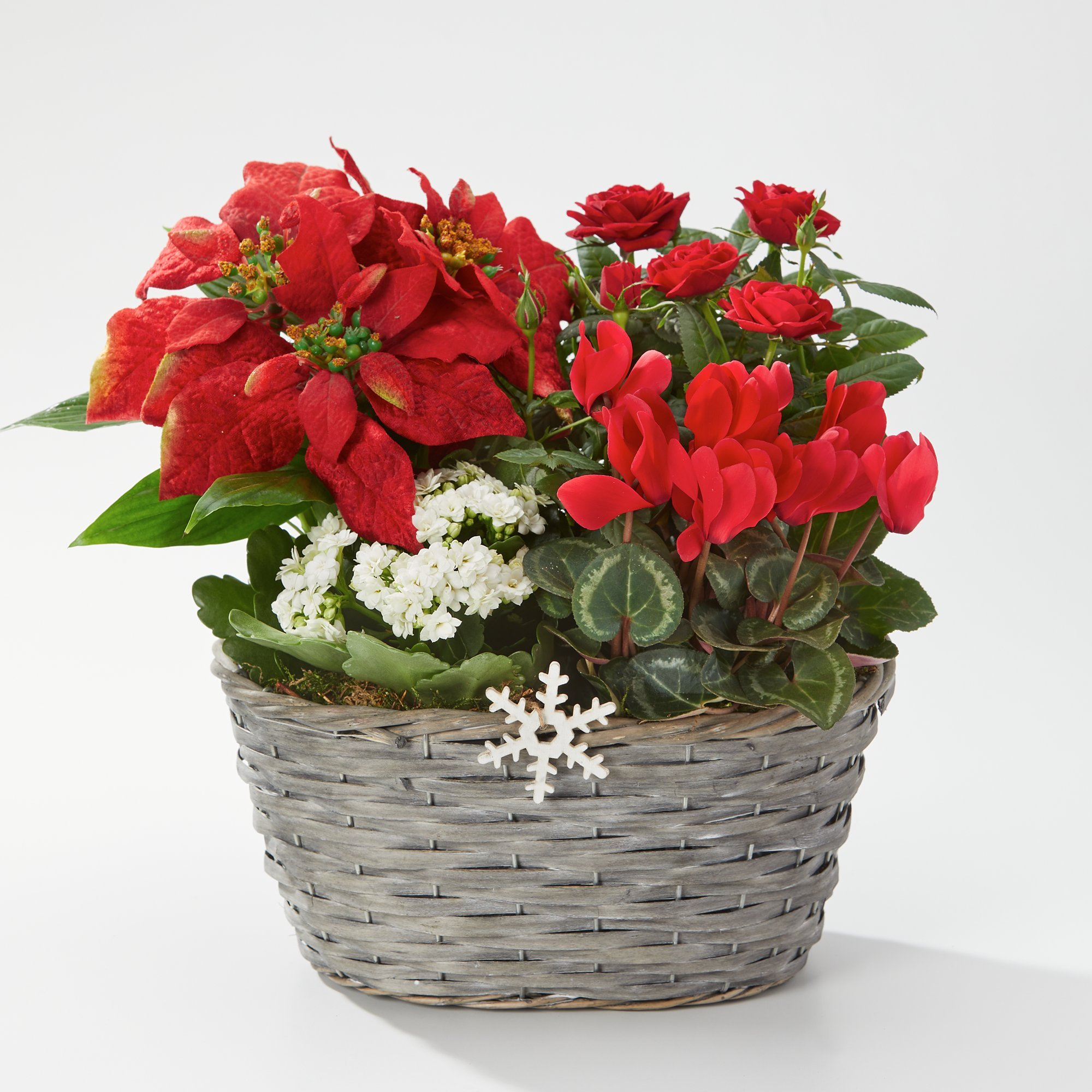 Deluxe Christmas Planted Basket