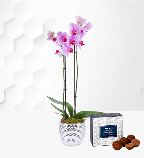Classic Phalaenopsis Orchid - Orchid Plants - Christmas Plants - Indoor Plants - Indoor Plant Delivery - Houseplants