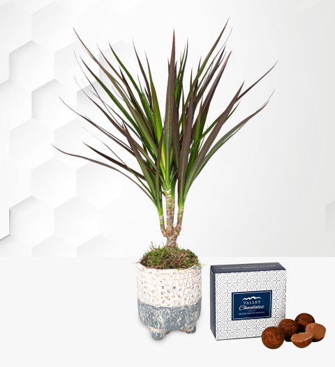 Crackled Dracaena Planter - Indoor Plants - Plant Delivery - Plant Gifts - Indoor Plant Delivery - Home Plants
