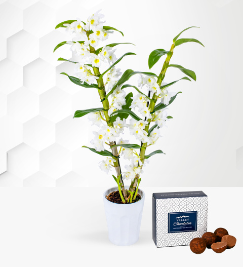 Dendrobium Orchid - Dendrobium Kingianum Orchid - Indoor Plants - Plant Gifts