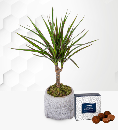 Dracaena Marginata - Indoor Plants - Indoor Plant Delivery - Houseplants - Home Plants - Send Plants