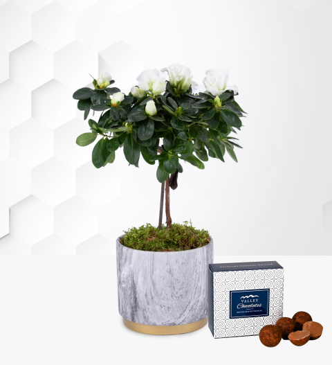 Festive Azalea Tree - Christmas Plants - Christmas Indoor Plants - Christmas Plant Delivery - Xmas Plants