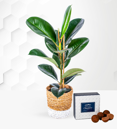 Ficus Robusta Plant - Indoor Plants - Plant Delivery - Plant Gifts - Plant Gift Delivery - Houseplants