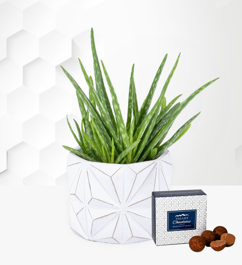 Geometric Aloe Vera Plant - Indoor Plants - Houseplants - Plant Gifts - Indoor Plant Delivery