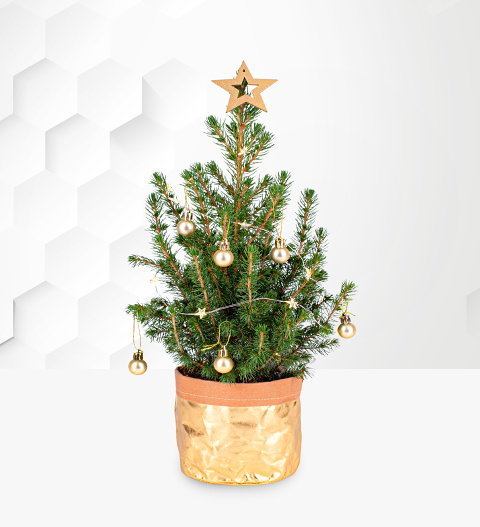 Gold Letterbox Christmas Tree - Mini Christmas Trees - Letterbox Christmas Trees - Christmas Tree Delivery - Real Mini Christmas Trees