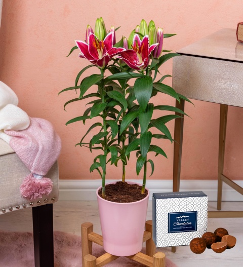 Lily Plant - Indoor Plants - Plant Gifts - Plant Gift Delivery - House Plants - Home Plants