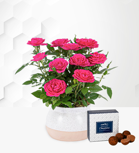 Lovely Rose Planter - Rose Plant - Rose Plant Delivery - Indoor Plants - Plant Gifts - Home Plants