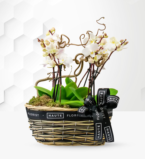 Luxury Orchid Basket - Orchid Delivery - Orchid Plants - White Orchid Delivery - Indoor Plants - Plant Delivery