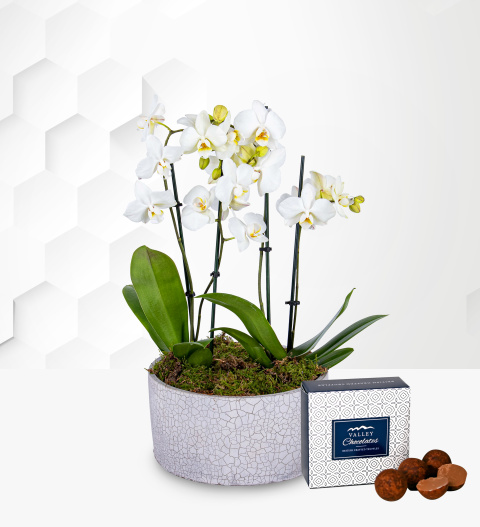 Luxury Orchid Pot - Free Chocs