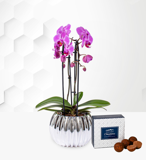 Luxury Waterfall Orchid - Christmas Plants - Christmas Plant Delivery - Xmas Plants - Plant Gifts - Orchid Gifts - Orchid Plants