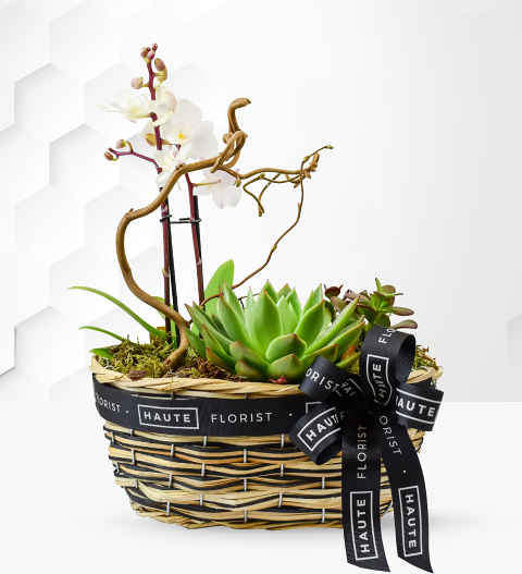 Orchid And Succulents - Indoor Plants - Indoor Plant Delivery - Send Plants - Plant Gifts
