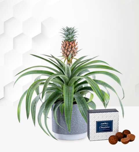 Pineapple Plant - Indoor Plants - Plant Delivery - Plant Gifts - Plant Gift Delivery - Houseplants