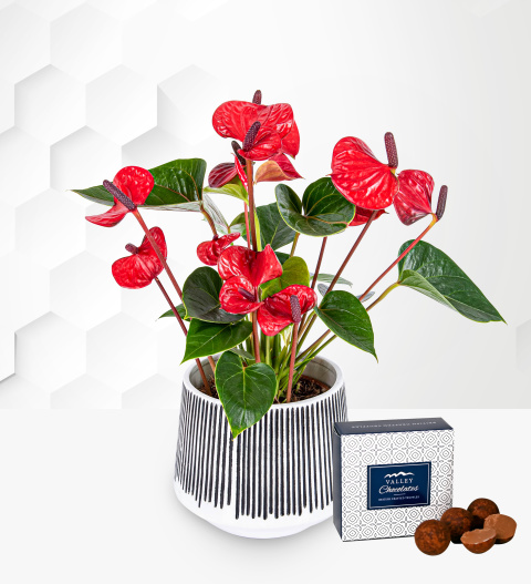 Anthurium Plant - Indoor Plants - Plant Gifts - Plant Gift Delivery - Home Plants - Plant Delivery
