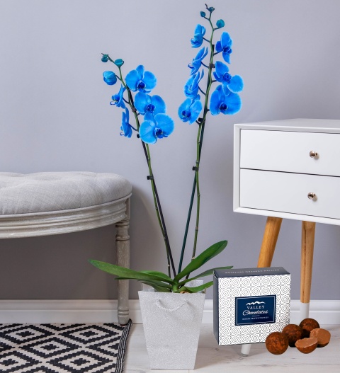 Sapphire Orchid - Blue Orchid - Orchid Plants - Indoor Plants - Plant Gifts - Plant Gift Delivery  Indoor Orchids