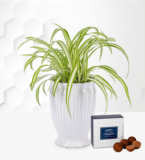 Spider Plant - Chlorophytum Comosum - Indoor Plants - Plant Delivery - Home Plants - Plant Gifts