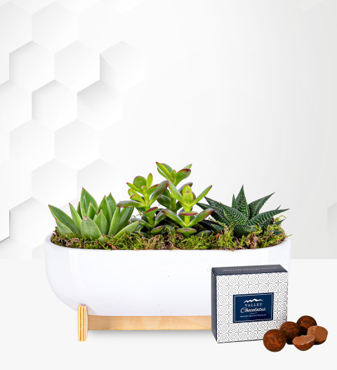 Succulent Planter - Plant Delivery - Succulent Delivery - Succulent Gifts - Indoor Plants - Plant Gift Delivery