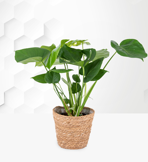 Swiss Cheese Plant - Monstera Plant - Indoor Plants - House Plants - Plant Delivery - Home Plants