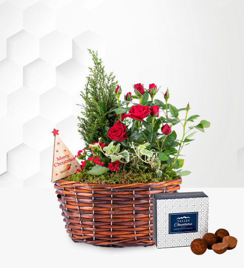 Traditional Christmas Basket - Christmas Plants - Indoor Christmas Plants - Outdoor Christmas Plants - Christmas Plant Gifts