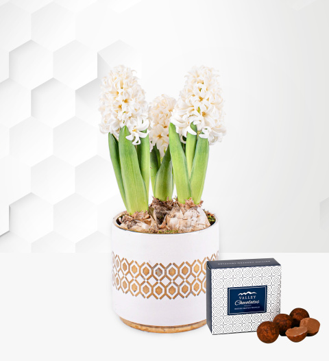 White Christmas Hyacinths - Christmas Indoor Plants - Christmas Indoor Plant Delivery - Christmas Plant Delivery - Xmas Plants - Houseplants