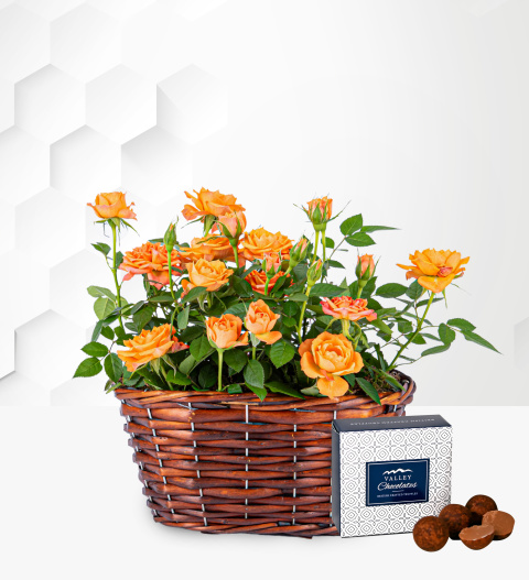 Autumn Rose Duo - Orange Rose Plant - Indoor Plants - Indoor Plant Delivery - Houseplants