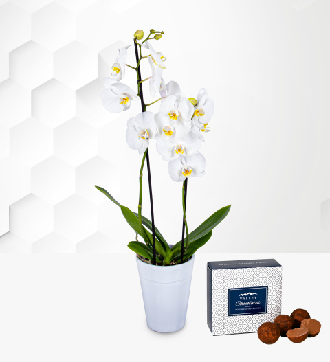 White Orchid - Orchid Plants - Orchid Delivery - Indoor Plants - Plant Delivery - Houseplants - Plant Gifts