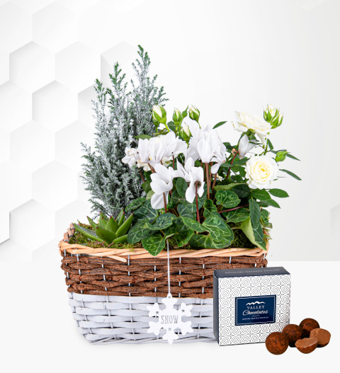 White Winter Basket - Christmas Plants - Xmas Plants - Christmas Plant Delivery - Plant Gifts - Plant Gift Delivery