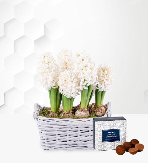 Winter Hyacinth Basket - Christmas Plants - Hyacinths Plants - Xmas Plants - Christmas Plant Delivery - Plant Gifts - Indoor Plants