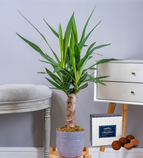 Yucca Plant - Indoor Plants - Plant Delivery - Houseplants - Home Plants - Send Plants - Plant Gifts