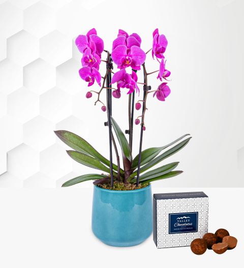 Cascade Orchid In Blue Pot - Free Chocs