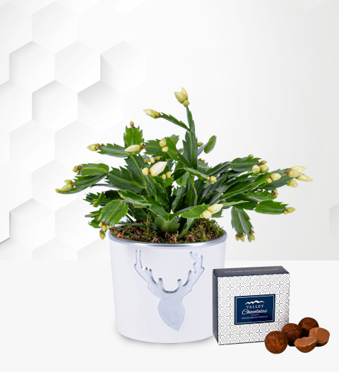 Christmas Cacti - Cacti Plants - Christmas Plants - Christmas Indoor Plants - Christmas Plant Delivery - Plant Gifts