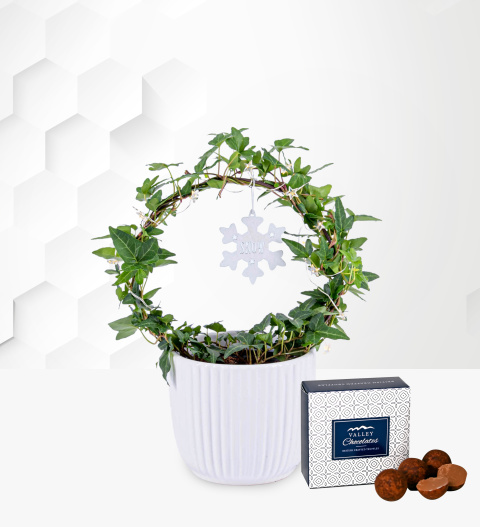 Christmas Ivy Hoop - Christmas Plants - Ivy Plants - Christmas Plant Gifts - Christmas Plant Delivery - Christmas Indoor Plants