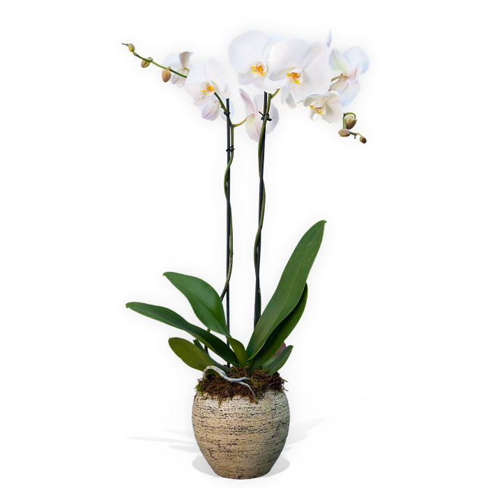 Double Stemmed White Orchid