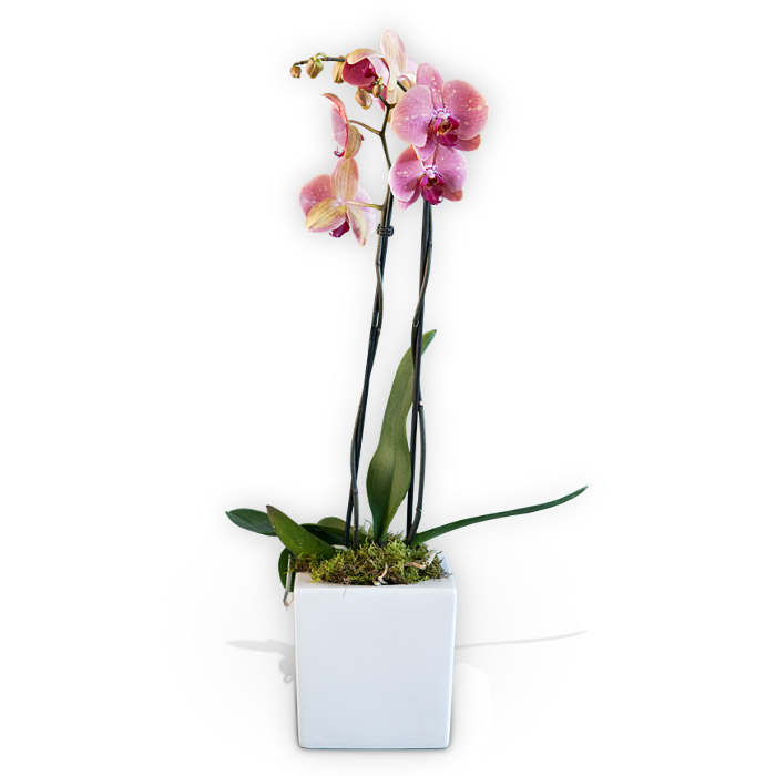 Potted Pink Orchid