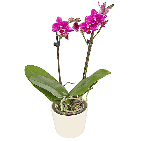 Midi Orchid