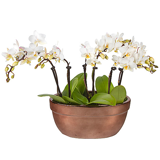 Mini Orchid Bowl