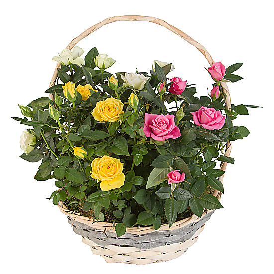 Mixed Rose Basket