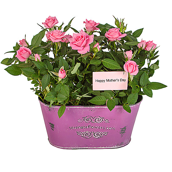 Mothers Day Pink Rose Duo
