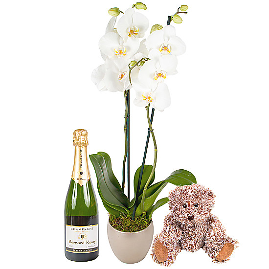 New Baby Orchid Gift Set With Champagne