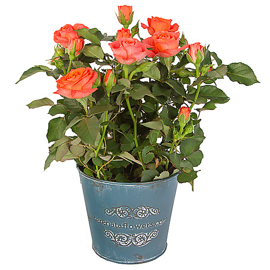 Orange Pot Rose