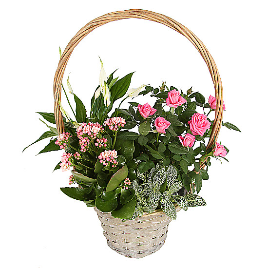 Pink Blooms Basket