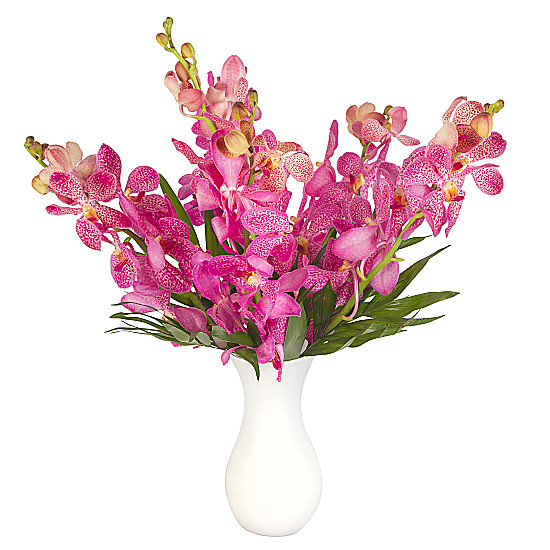 Pink Mokara Orchids