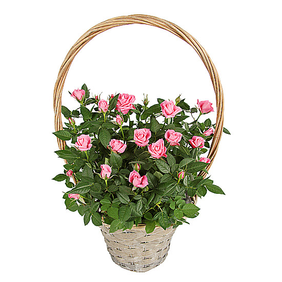 Pink Rose Basket