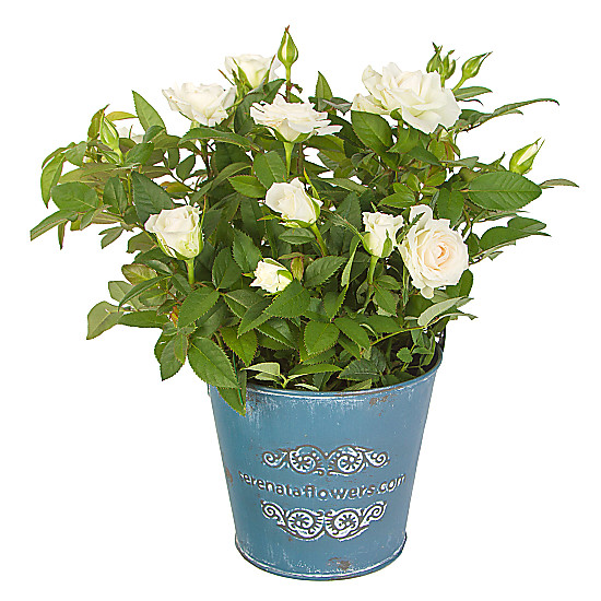 White Pot Rose