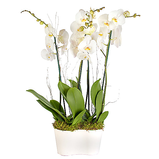 Winter Orchid Planter