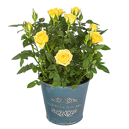 Yellow Pot Rose