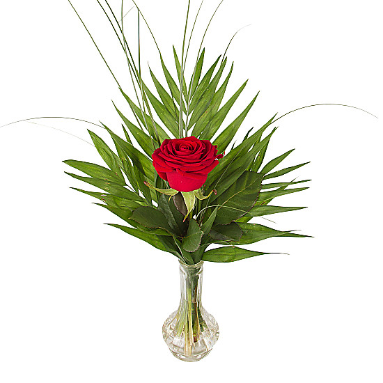 A Red Rose In A Vase