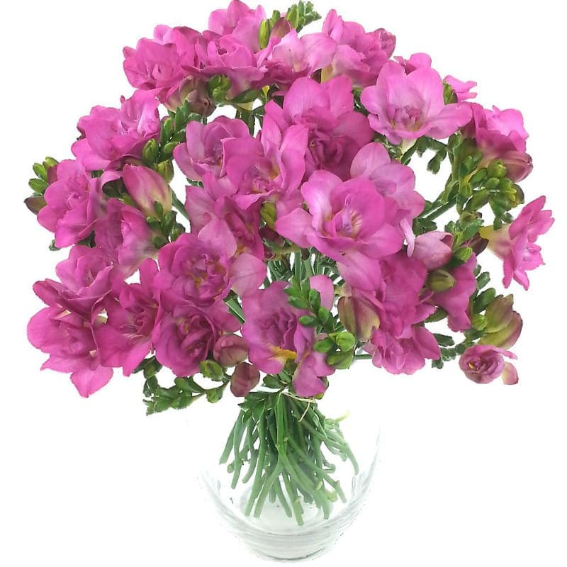 Irresistible Cerise Freesia Bouquet
