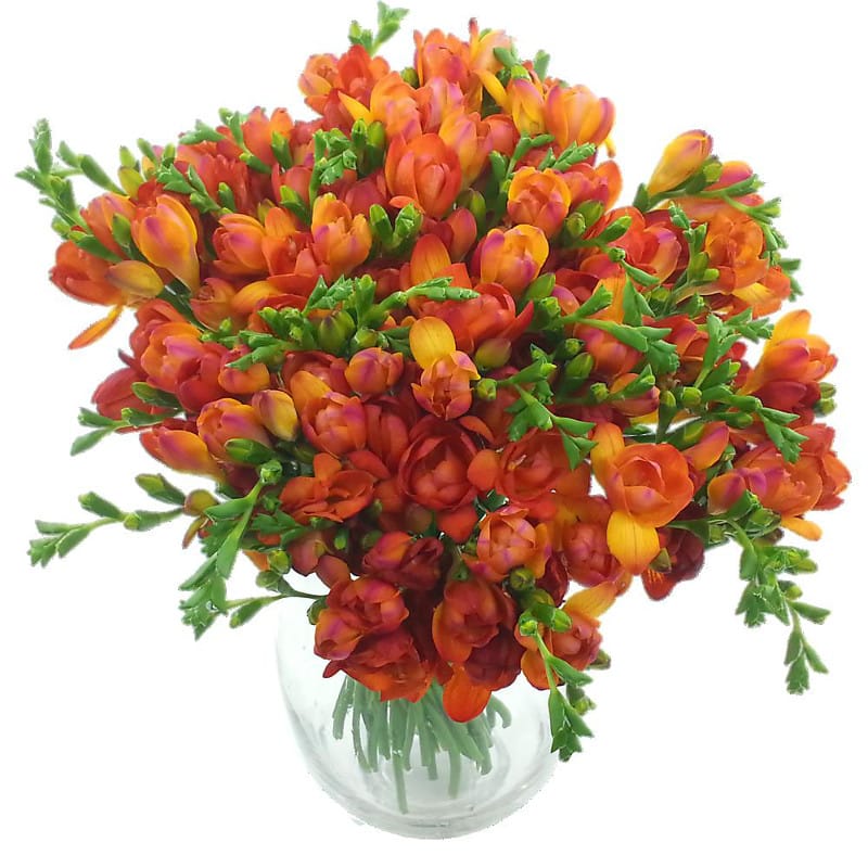 Red Meadows Freesia Bouquet